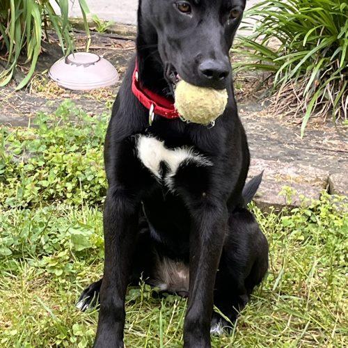 Lexi, a Adoptable mixed breed in Leesburg, AL image 2/4