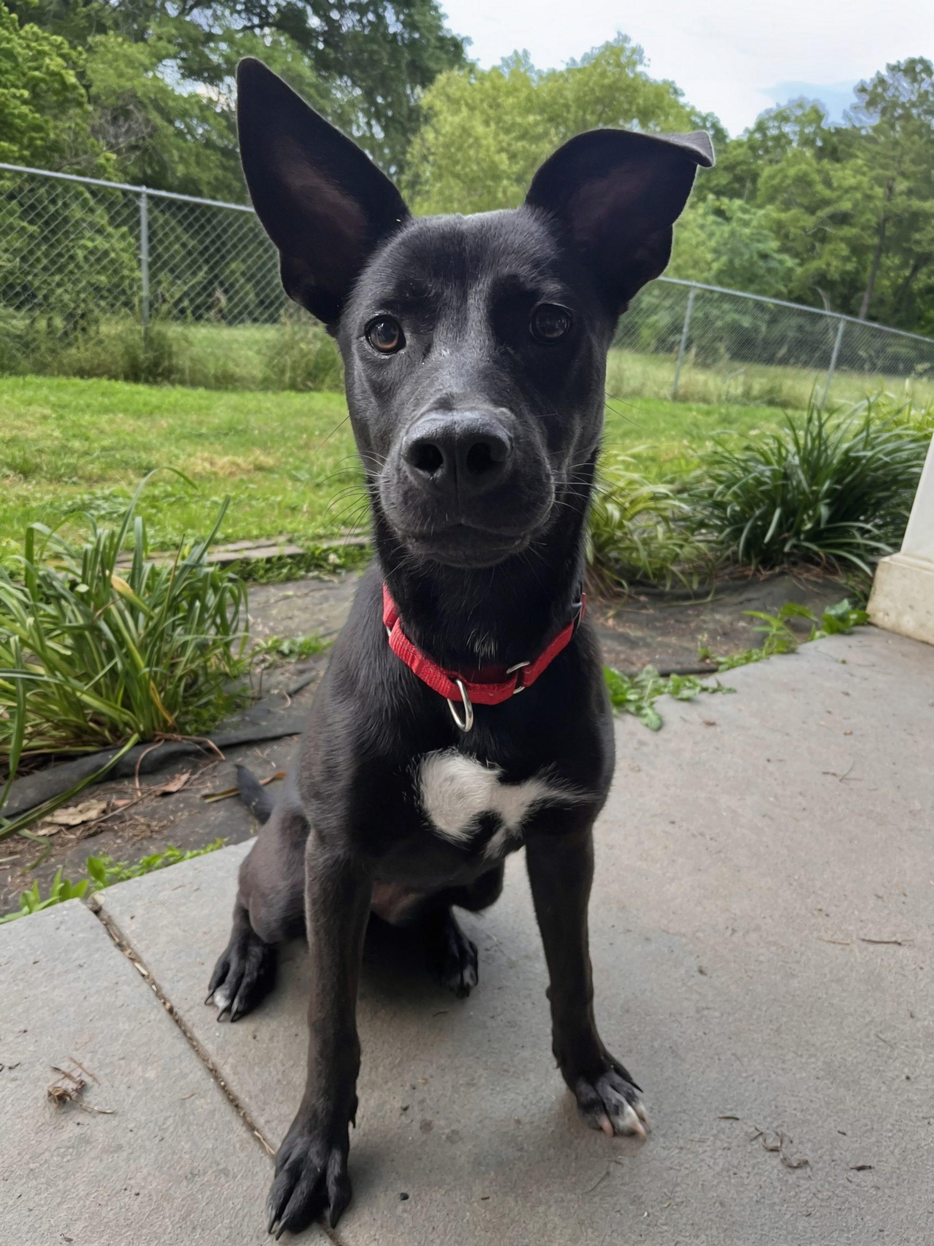 Lexi, a Adoptable mixed breed in Leesburg, AL image 3/4