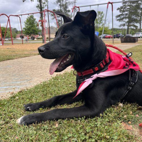 Lexi, a Adoptable mixed breed in Leesburg, AL image 4/4