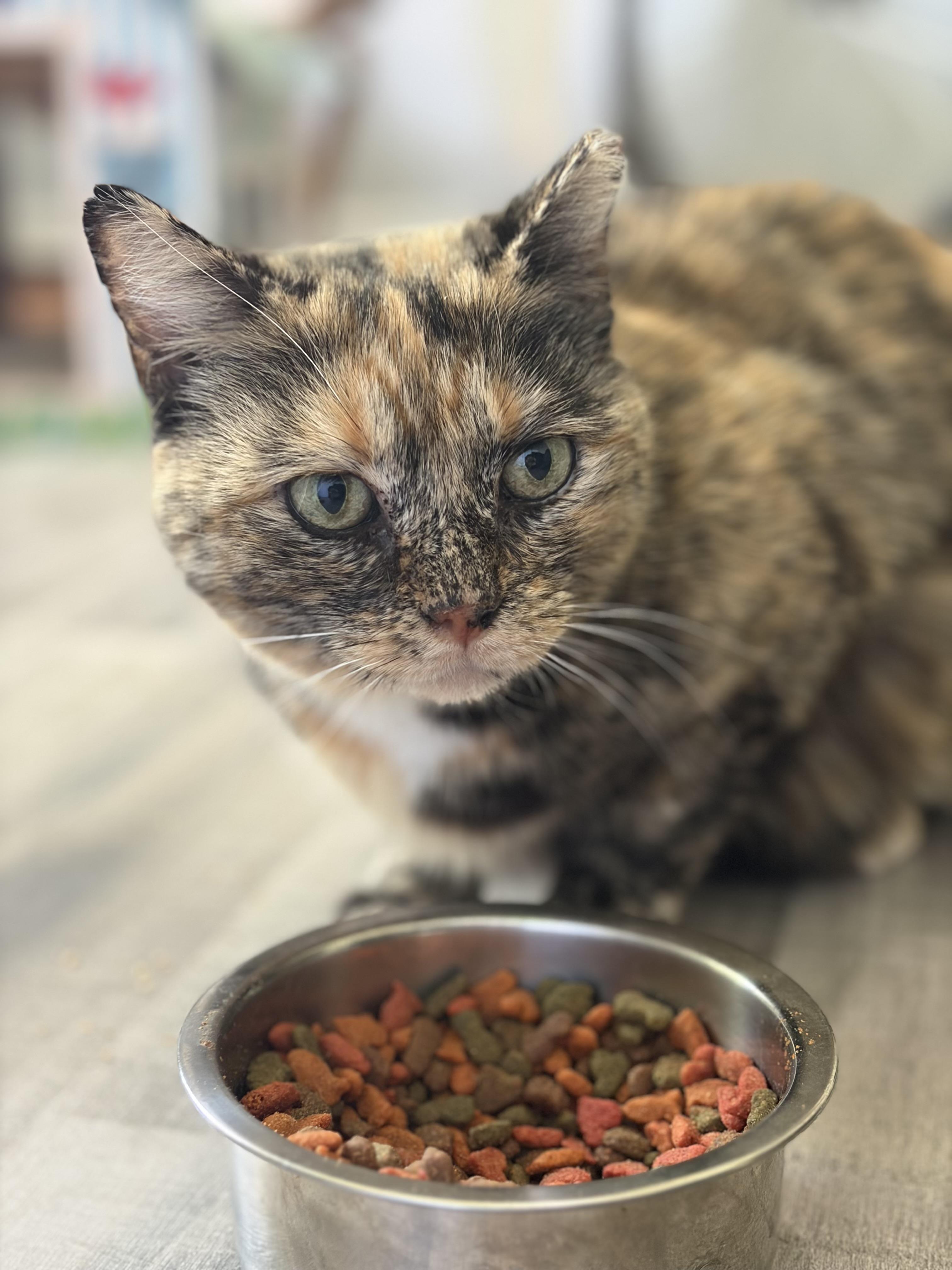 Enlarge Cleo, a ADOPTABLE Domestic Short Hair in Fort Oglethorpe, GA image 4/6
