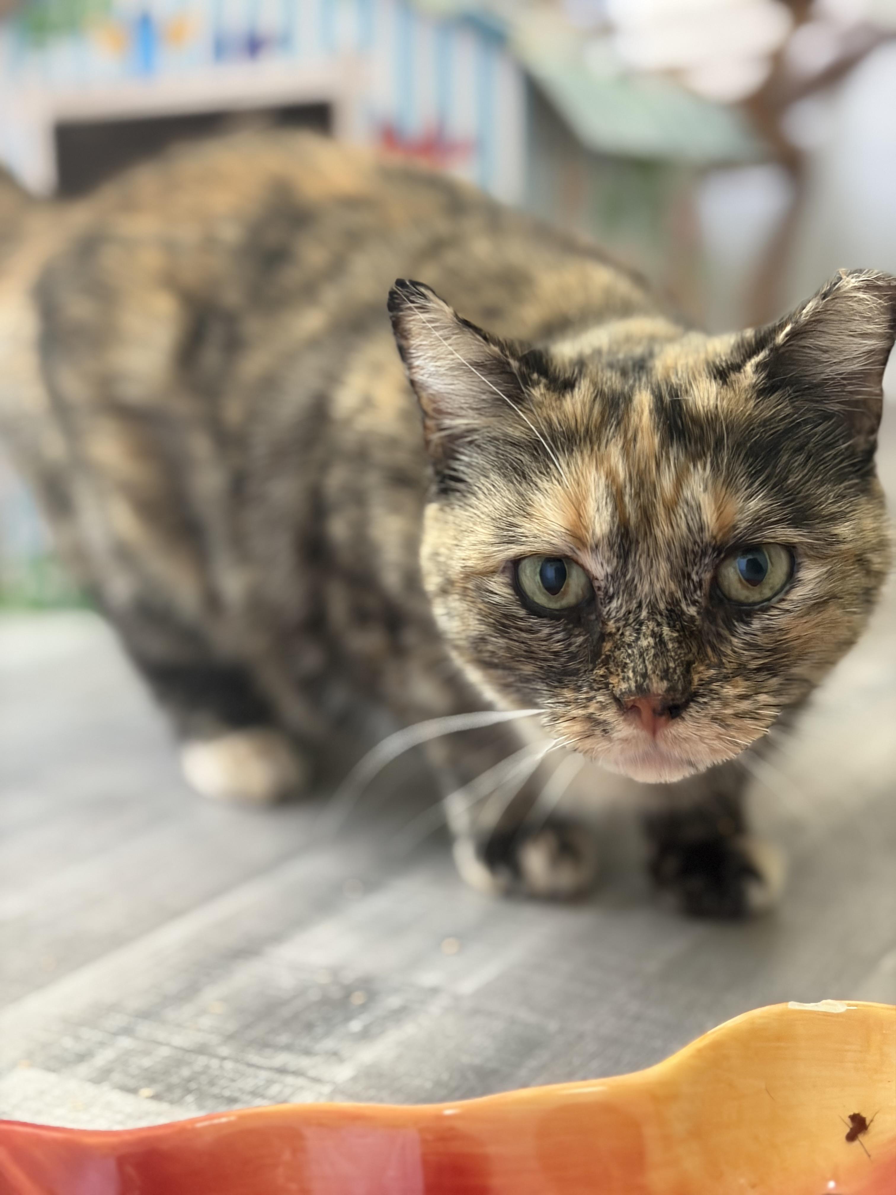 Enlarge Cleo, a ADOPTABLE Domestic Short Hair in Fort Oglethorpe, GA image 6/6