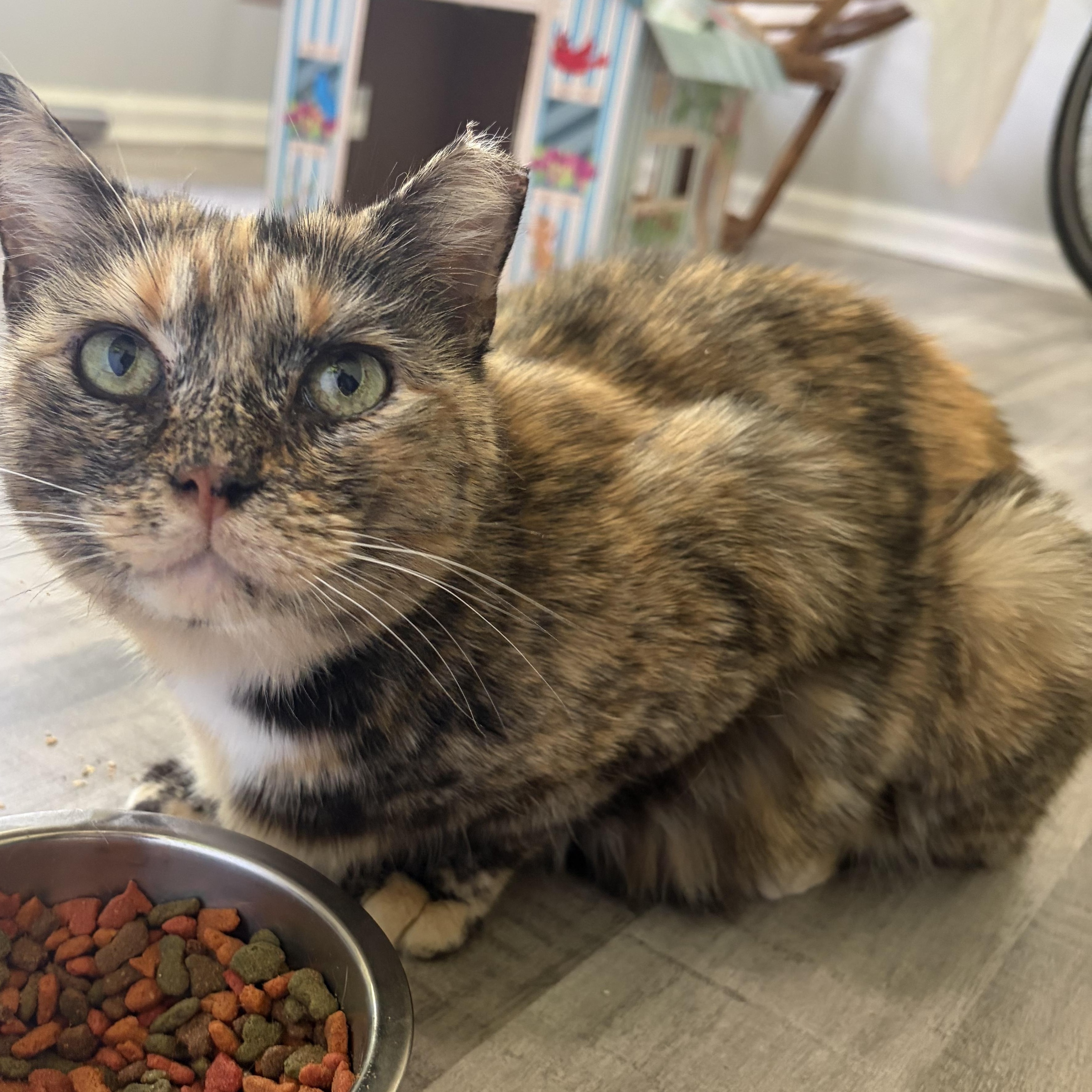 Enlarge Cleo, a ADOPTABLE Domestic Short Hair in Fort Oglethorpe, GA image 1/6