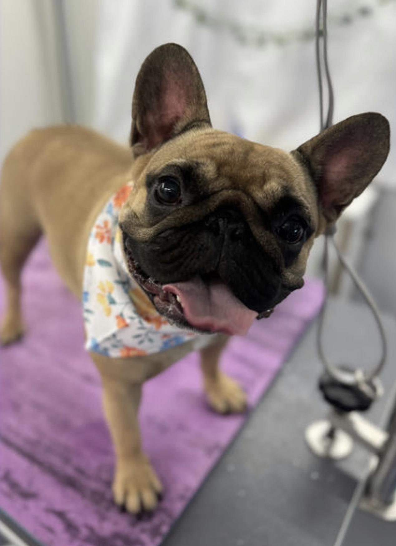 Enlarge Princess Poopsie, a Adoptable French Bulldog in PALM BAY, FL image 1/1