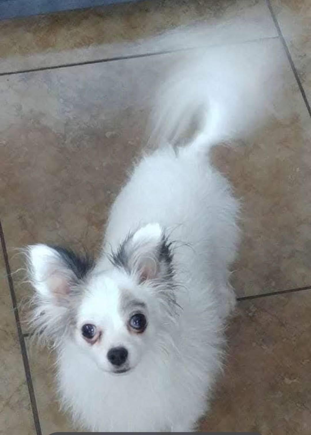 Lulu, Adoptable, Senior Female Chihuahua.