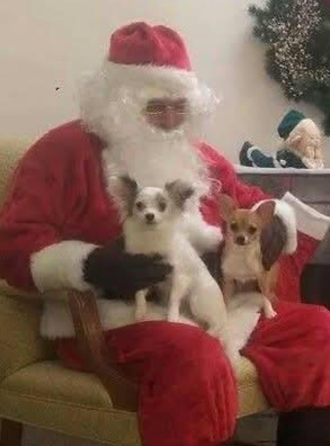 Lulu, a Adoptable Chihuahua in Hillsboro, OH image 2/2