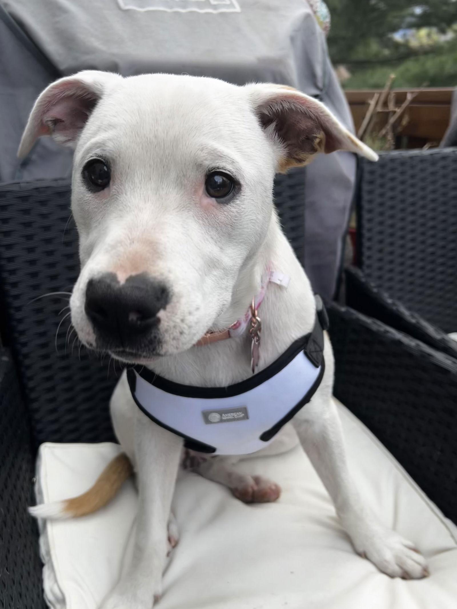 Boo Boo- loves dogs, a Adoptable mixed breed in Herndon, VA image 1/3