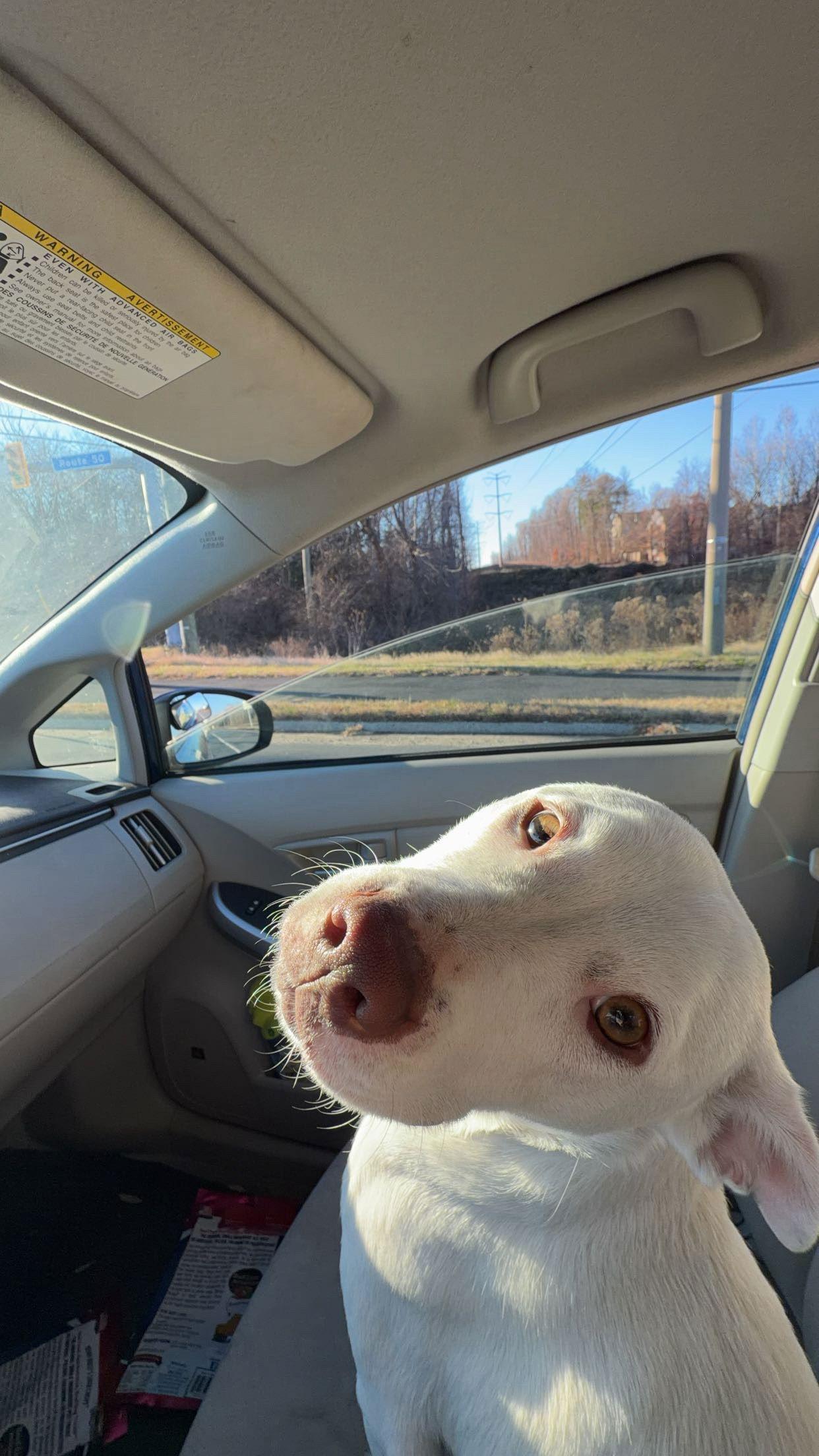Boo Boo- loves dogs, Adoptable, Young Female Jack Russell Terrier & Labrador Retriever.