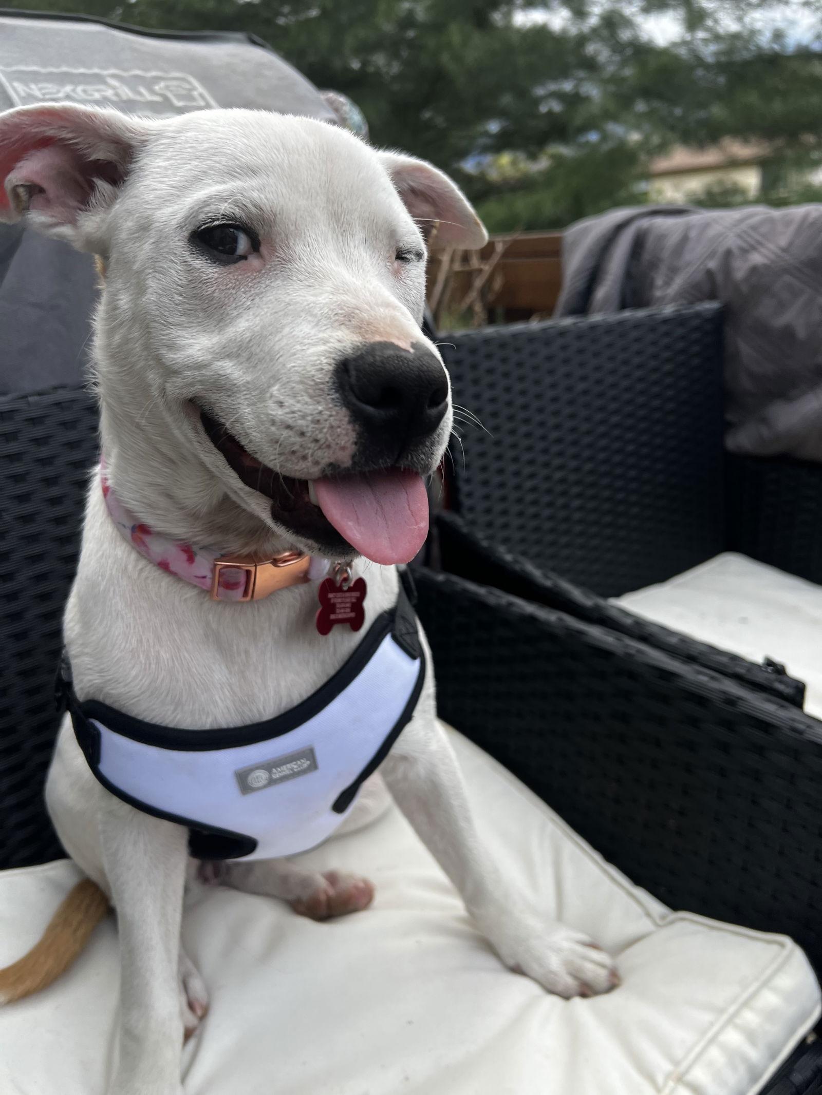 Boo Boo- loves dogs, a Adoptable mixed breed in Herndon, VA image 2/3