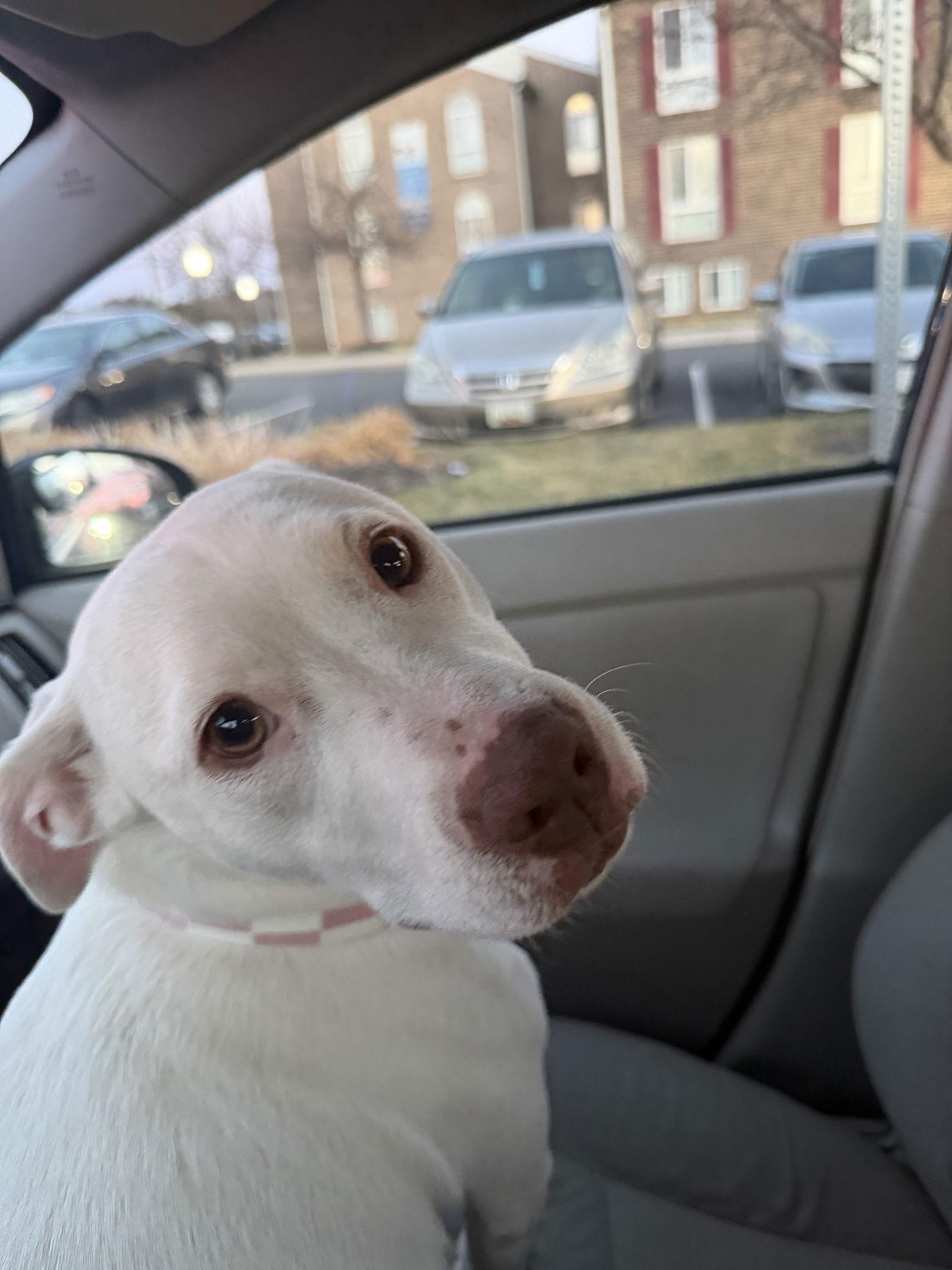 Enlarge Boo Boo- loves dogs, a Adoptable mixed breed in Herndon, VA image 2/3