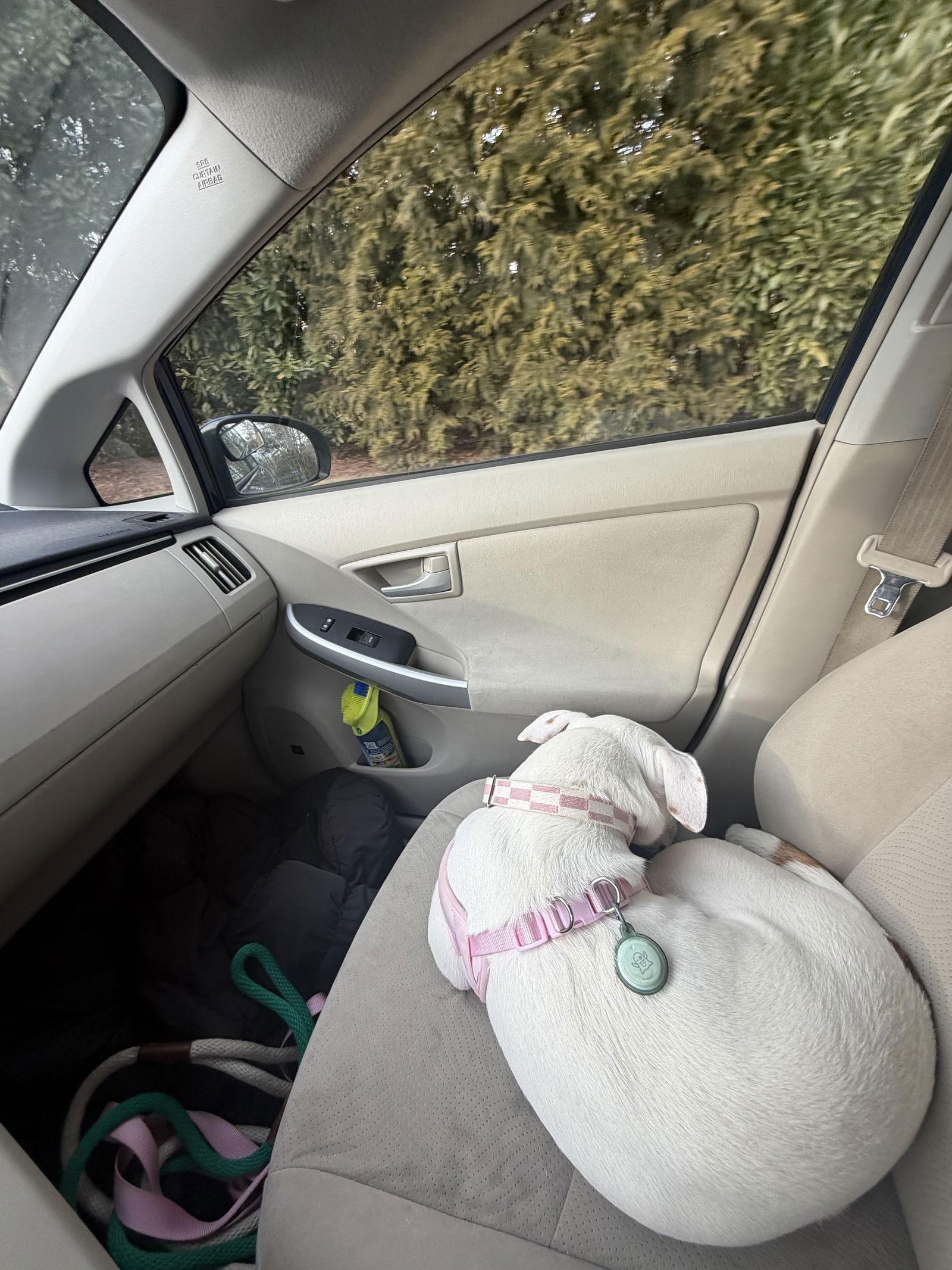 Boo Boo- loves dogs — thumbnail 3