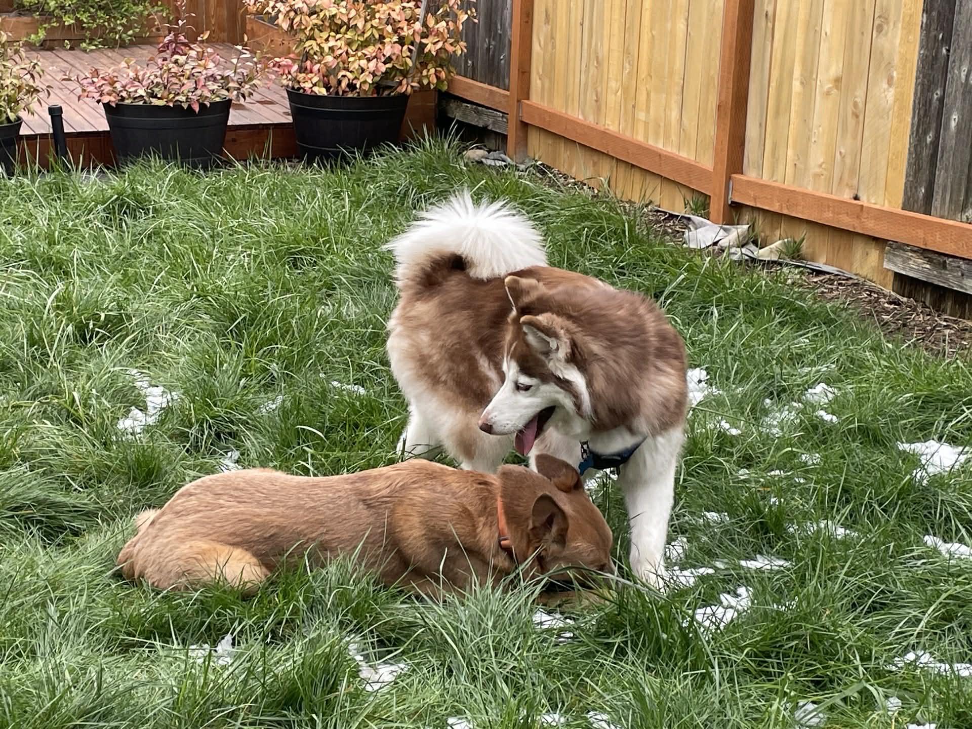 Enlarge Miya, an adopted mixed breed in Kent, WA image 3/6