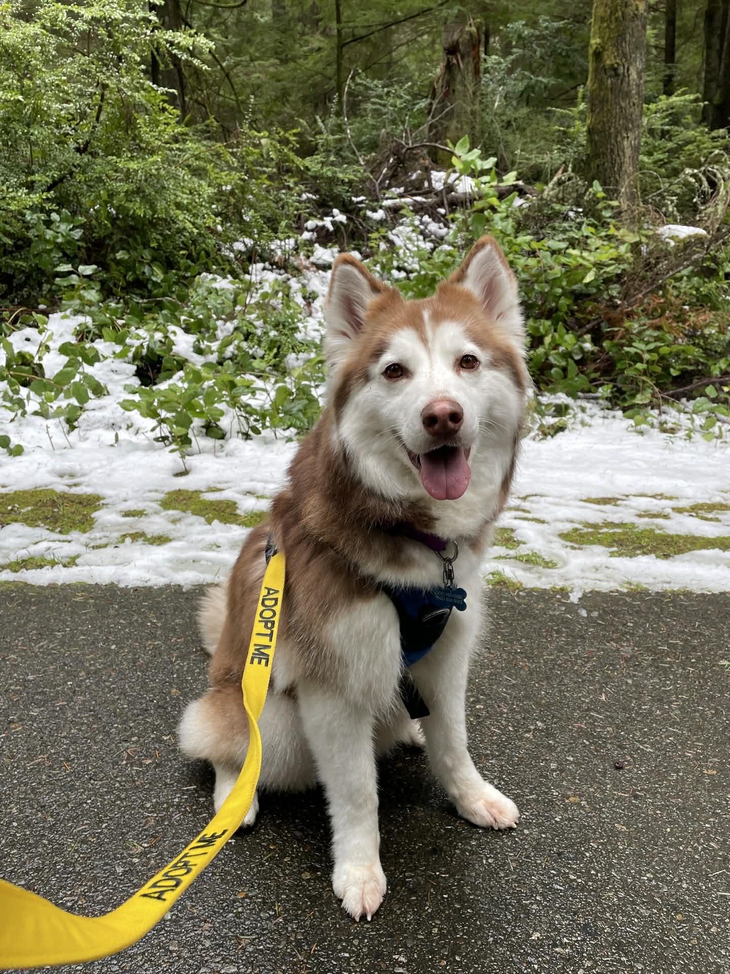 Enlarge Miya, an adopted mixed breed in Kent, WA image 1/6