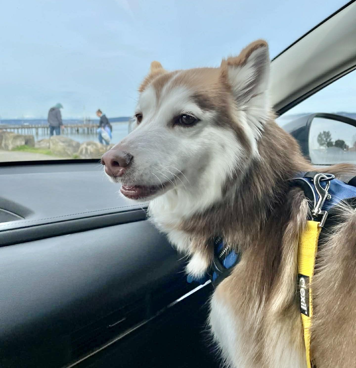 Enlarge Miya, an adopted mixed breed in Kent, WA image 2/6