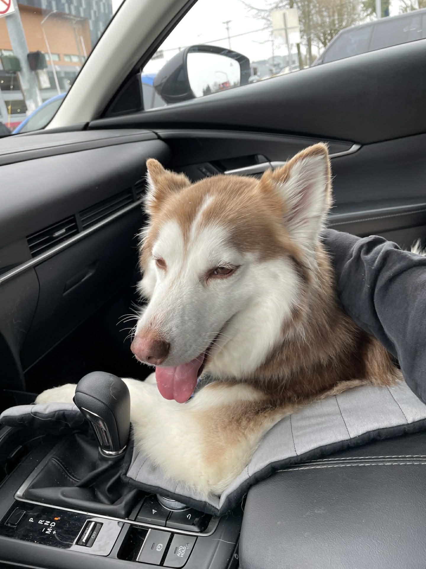 Enlarge Miya, an adopted mixed breed in Kent, WA image 4/6