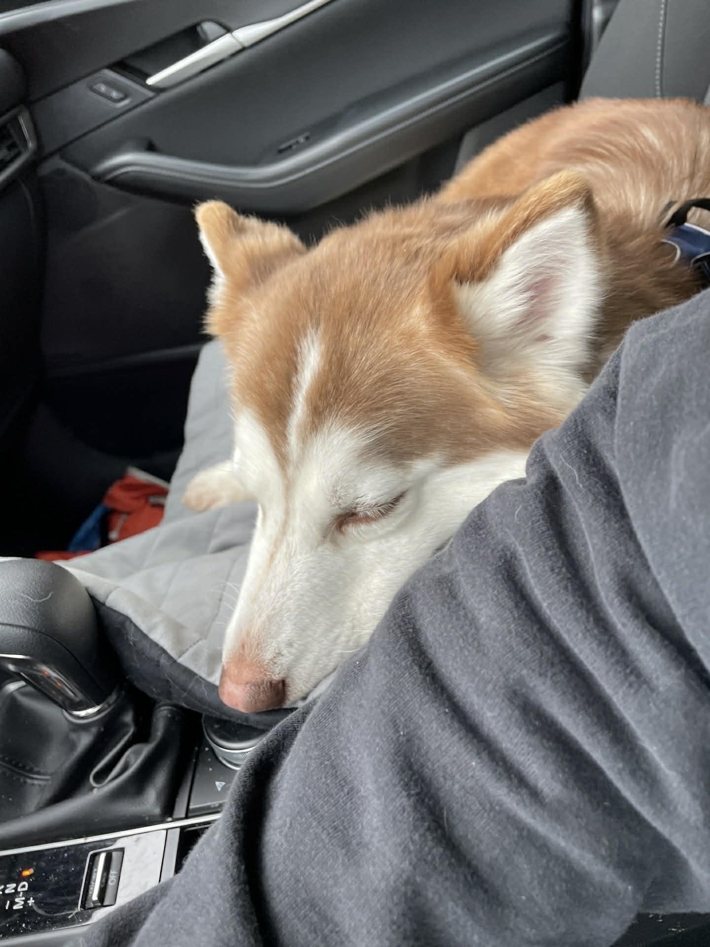 Enlarge Miya, an adopted mixed breed in Kent, WA image 6/6