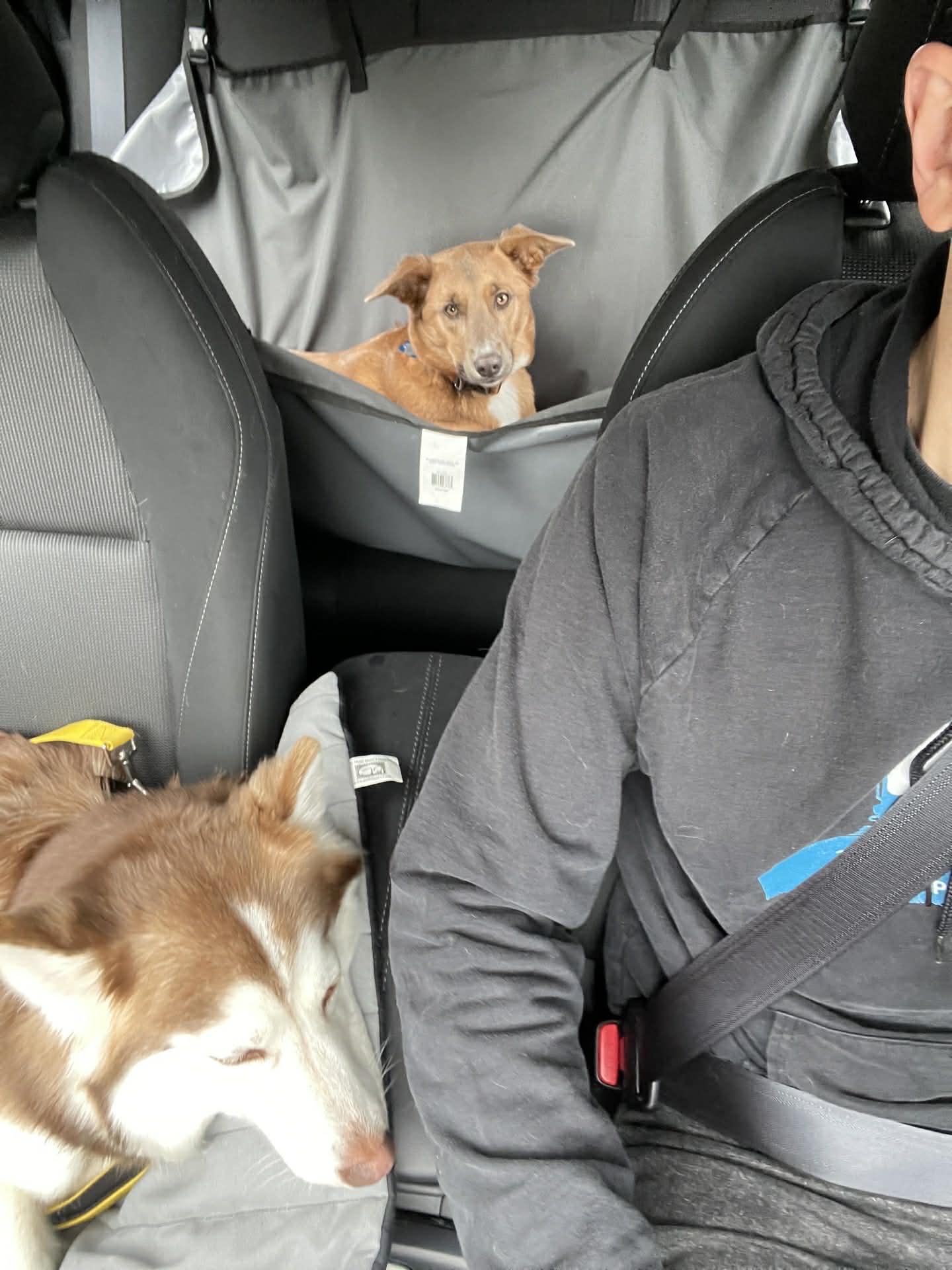 Enlarge Miya, an adopted mixed breed in Kent, WA image 5/6