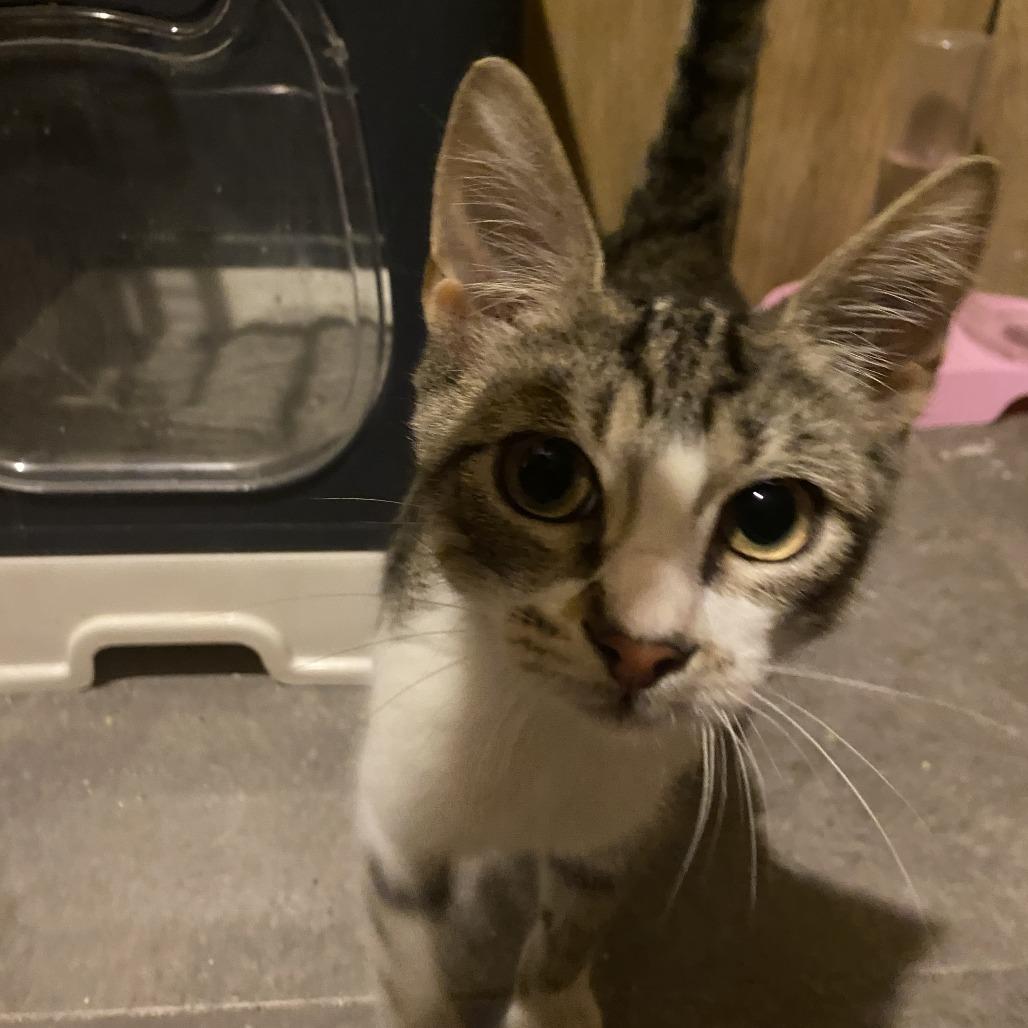 Enlarge Sam, a Adoptable Domestic Short Hair in Hemet, CA image 1/2