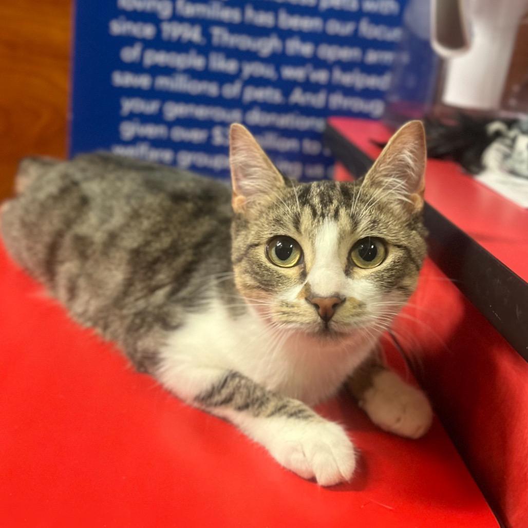 Enlarge Sam, a Adoptable Domestic Short Hair in Hemet, CA image 2/2