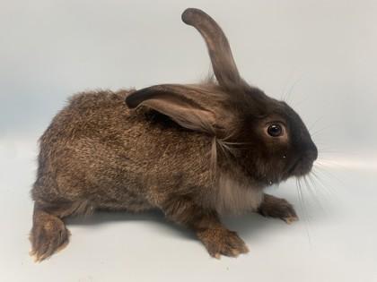 Kiwi, Adoptable, Adult Male Bunny Rabbit.