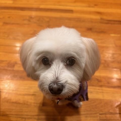 Enlarge Frosty, an adopted mixed breed in Troy, MI image 4/4
