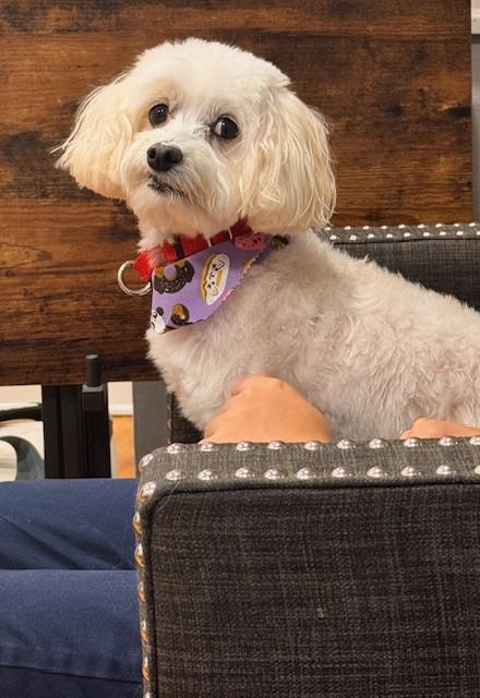 Frosty, adopted, Senior Male Maltese & Miniature Poodle.