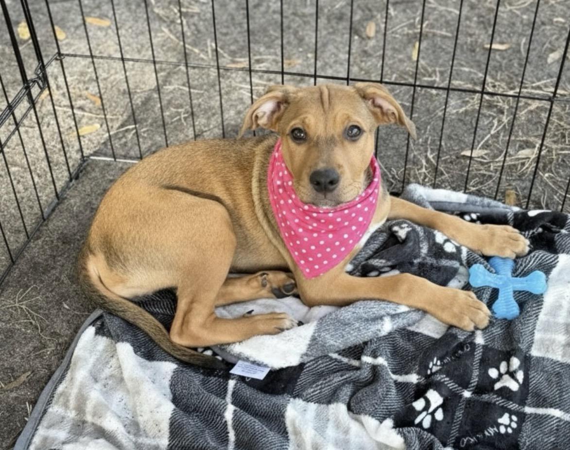 Dolce, adopted, Puppy Female Mastiff & Pit Bull Terrier.