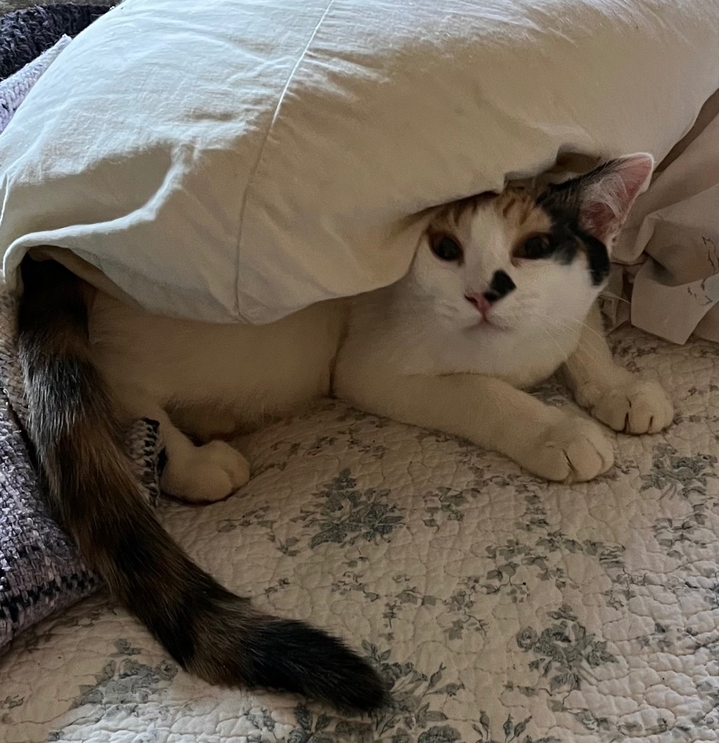 Enlarge Candy Land, a Adoptable mixed breed in Moreno Valley, CA image 2/6