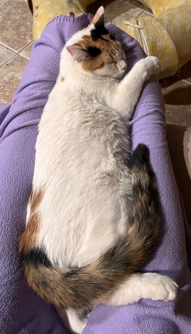 Enlarge Candy Land, a Adoptable mixed breed in Moreno Valley, CA image 3/6