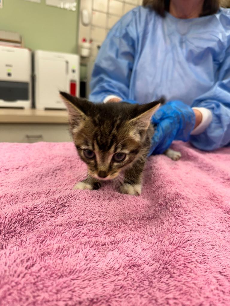 Vecna, Adoptable, Kitten Male Domestic Short Hair.