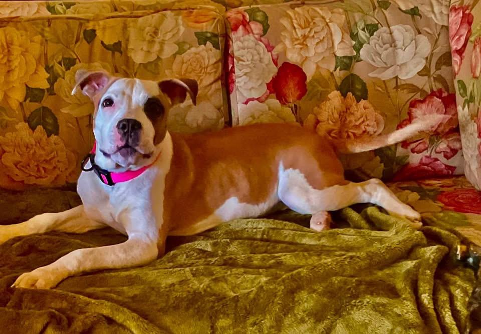 Enlarge Zina, an adoptable mixed breed in Covington, TN image 1/5