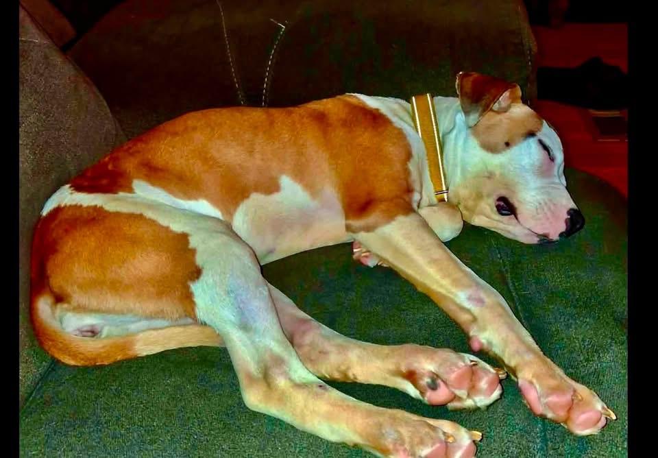 Enlarge Zina, an adoptable mixed breed in Covington, TN image 5/5