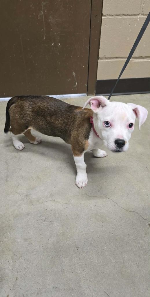 Luna, Adoptable, Puppy Female Pit Bull Terrier.