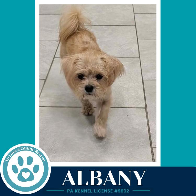 Albany 100326, Adoptable, Adult Male Shih Tzu.