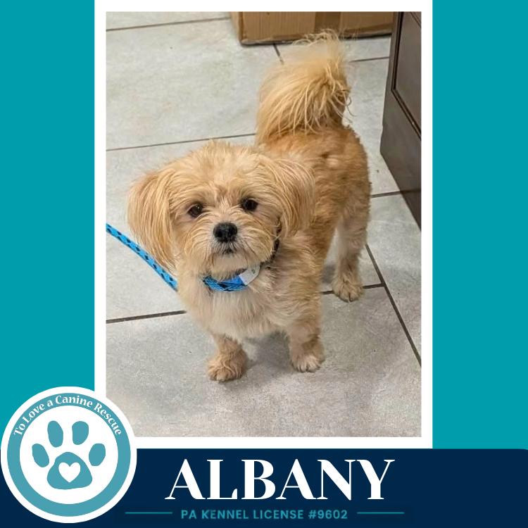 Enlarge Albany 100326, a Adoptable mixed breed in Kimberton, PA image 2/4