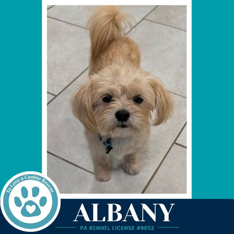 Enlarge Albany 100326, a Adoptable mixed breed in Kimberton, PA image 3/4