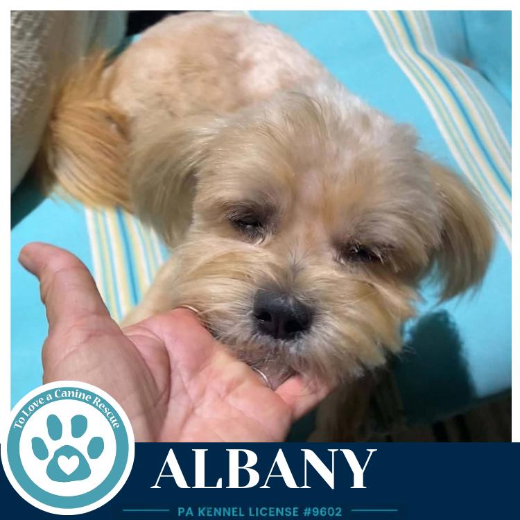 Enlarge Albany 100326, a Adoptable mixed breed in Kimberton, PA image 4/4