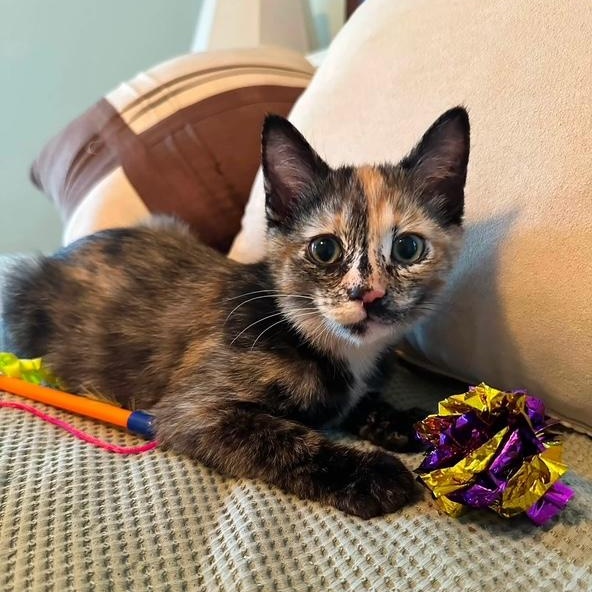 Enlarge Mirabel, an adopted Domestic Short Hair in Sweetwater, TN image 2/3