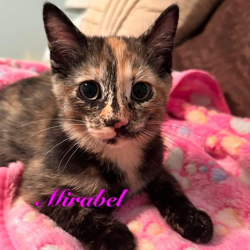 Enlarge Mirabel, an adopted Domestic Short Hair in Sweetwater, TN image 3/3