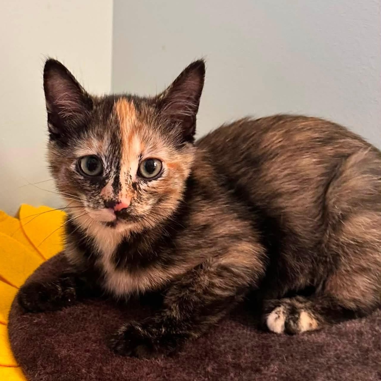 Mirabel, adopted, Kitten Female Domestic Short Hair.