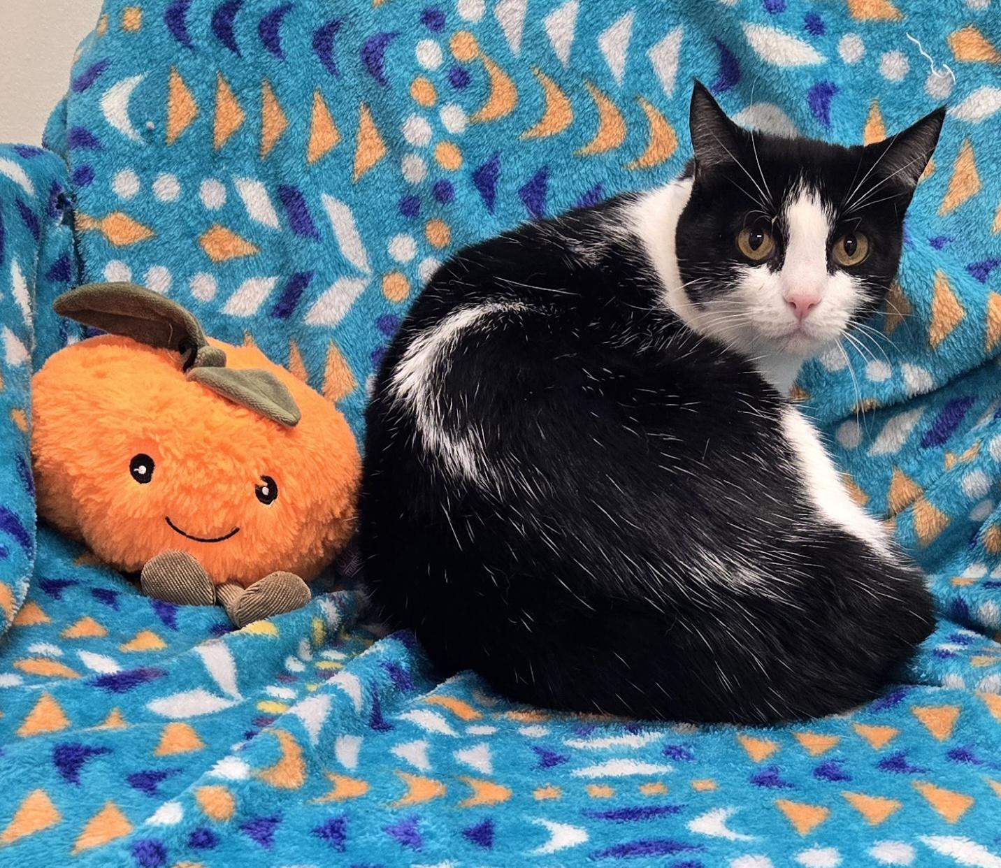 Enlarge Mittens, a Adoptable Domestic Short Hair in Bluffton, IN image 1/1