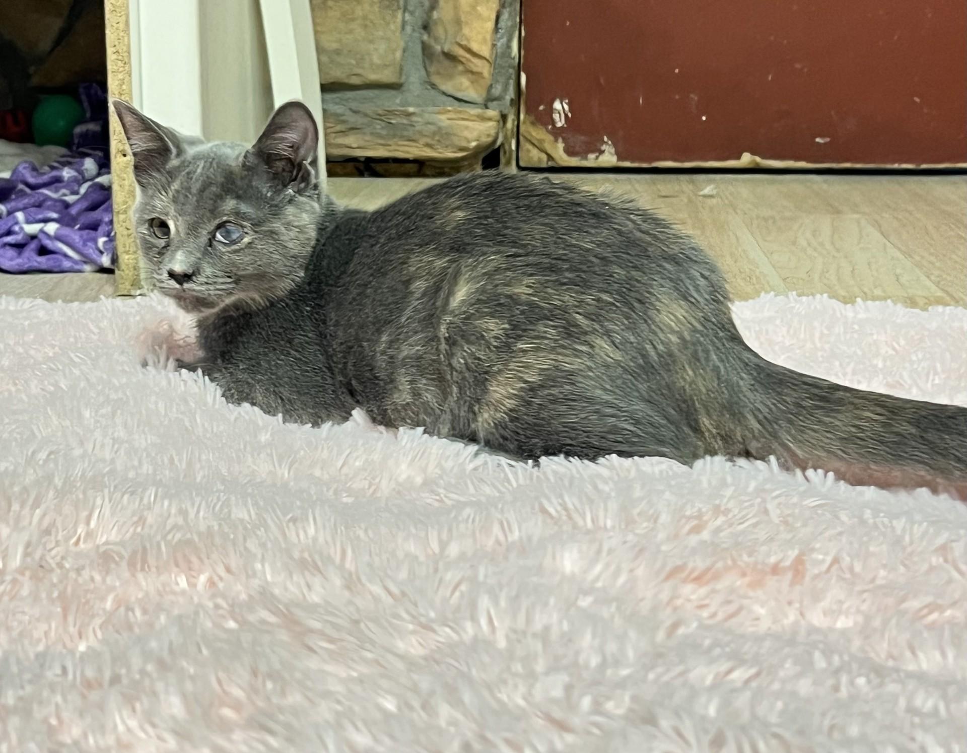 Enlarge Dottie, a ADOPTABLE mixed breed in Mesa, AZ image 3/3