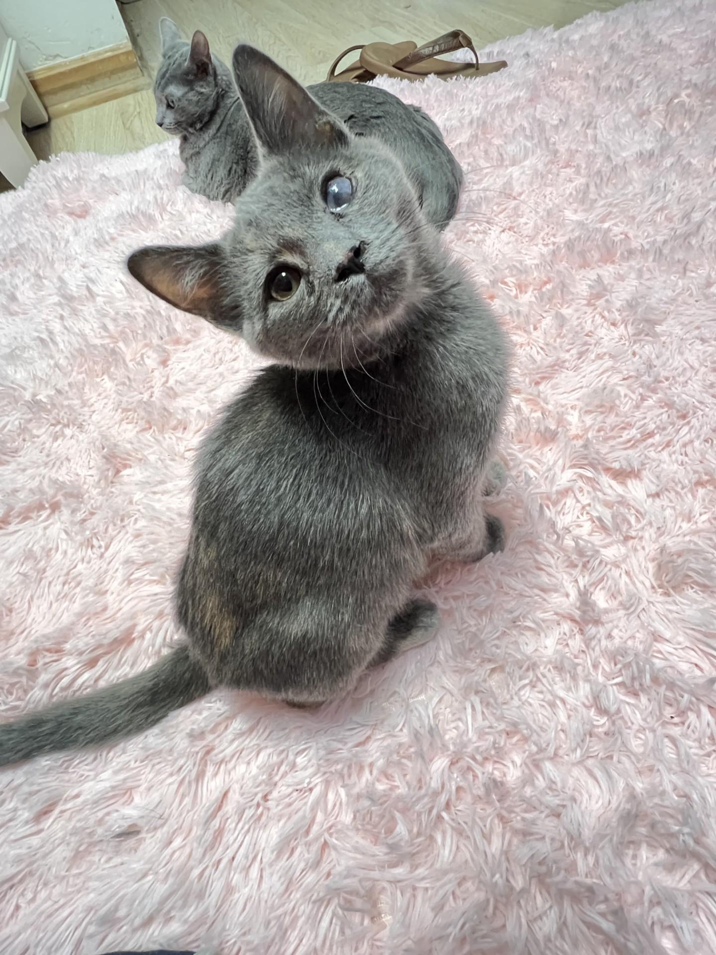 Enlarge Dottie, a ADOPTABLE mixed breed in Mesa, AZ image 2/3