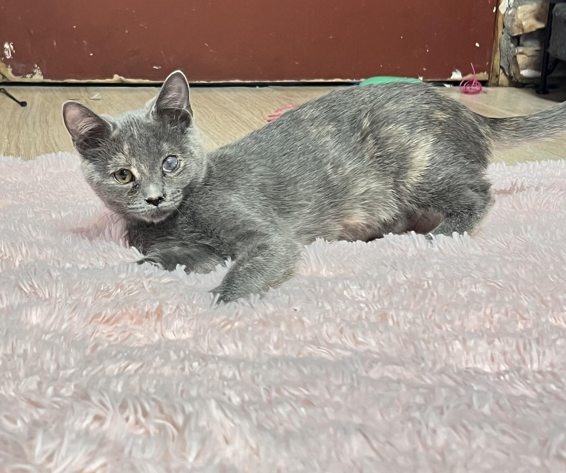 Enlarge Dottie, a ADOPTABLE mixed breed in Mesa, AZ image 1/3