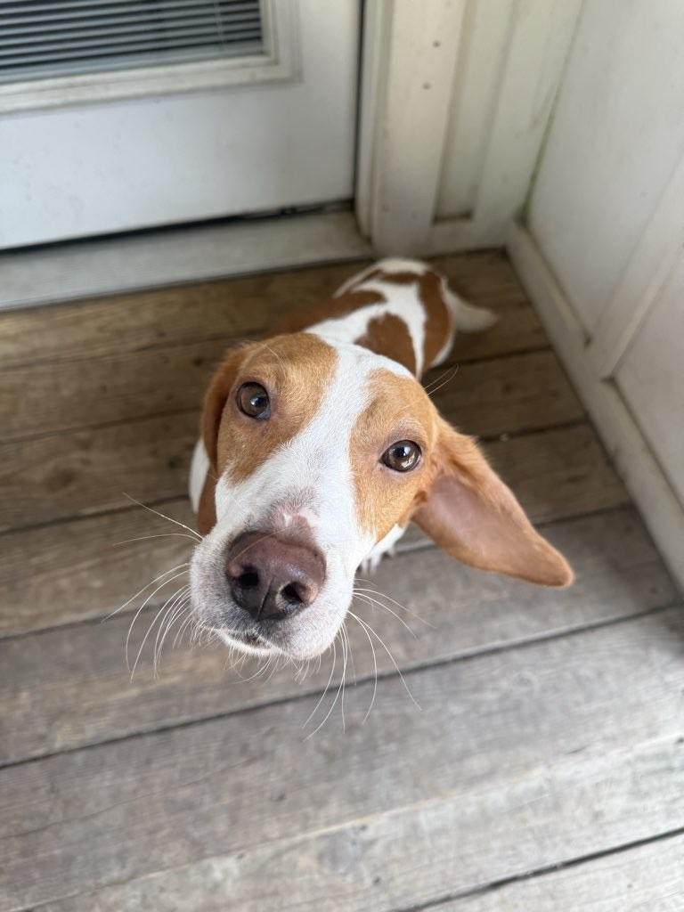 Enlarge Jude, a Adoptable Beagle in Tomball, TX image 2/4