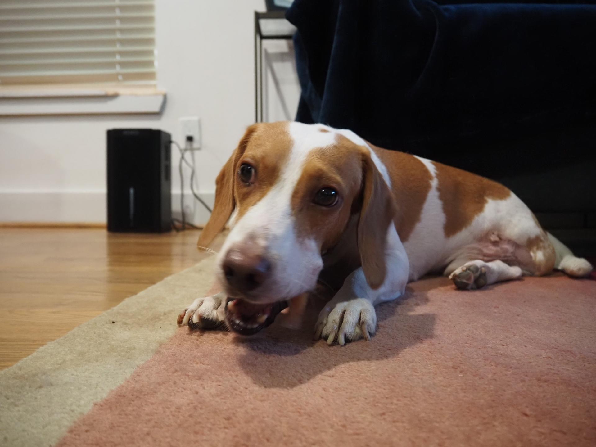 Enlarge Jude, a Adoptable Beagle in Tomball, TX image 3/4