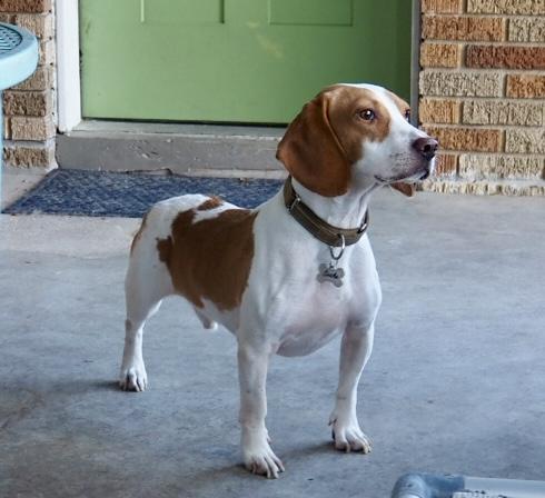 Enlarge Jude, a Adoptable Beagle in Tomball, TX image 1/4