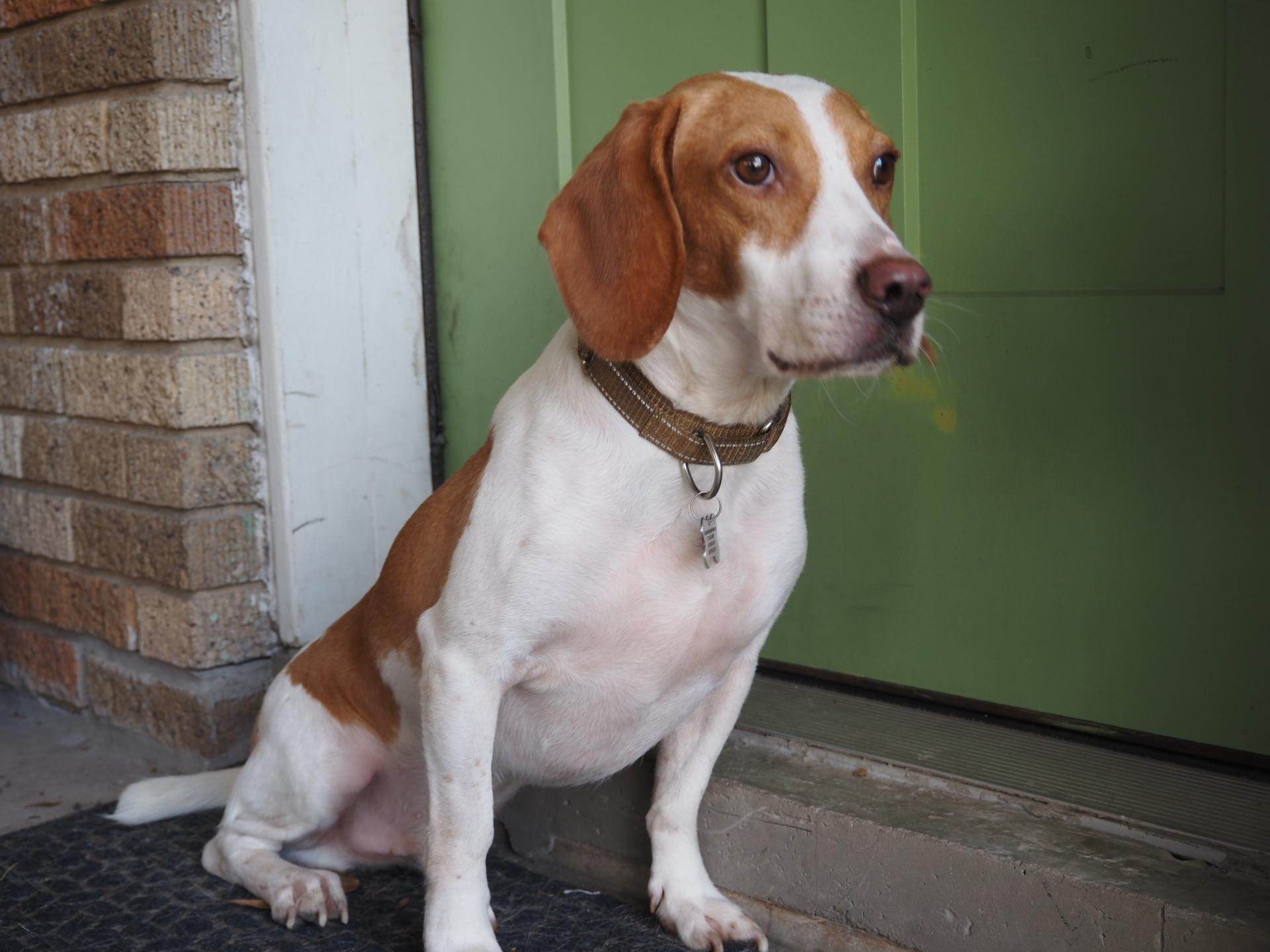Enlarge Jude, a Adoptable Beagle in Tomball, TX image 4/4
