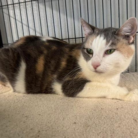 Enlarge Paris, a Adoptable mixed breed in Lake Panasoffkee, FL image 1/2