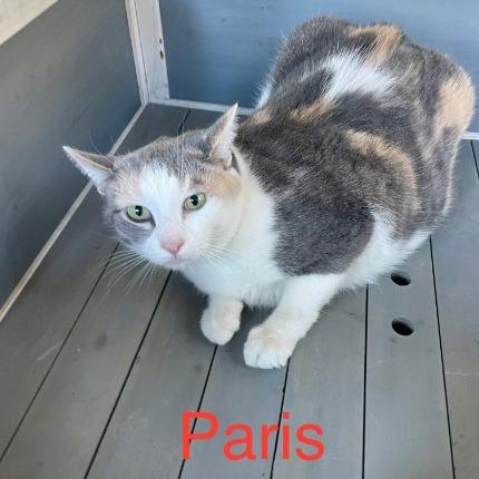 Enlarge Paris, a Adoptable mixed breed in Lake Panasoffkee, FL image 2/2