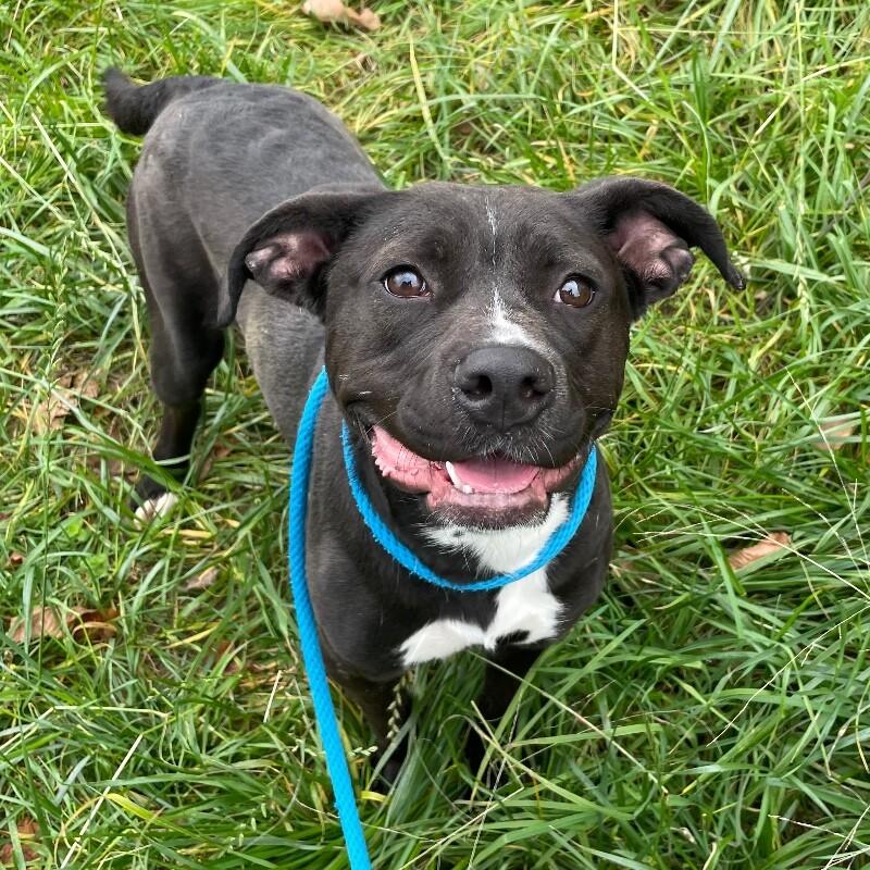 Enlarge Bitsy, a Adoptable Pit Bull Terrier in Roanoke, VA image 1/2